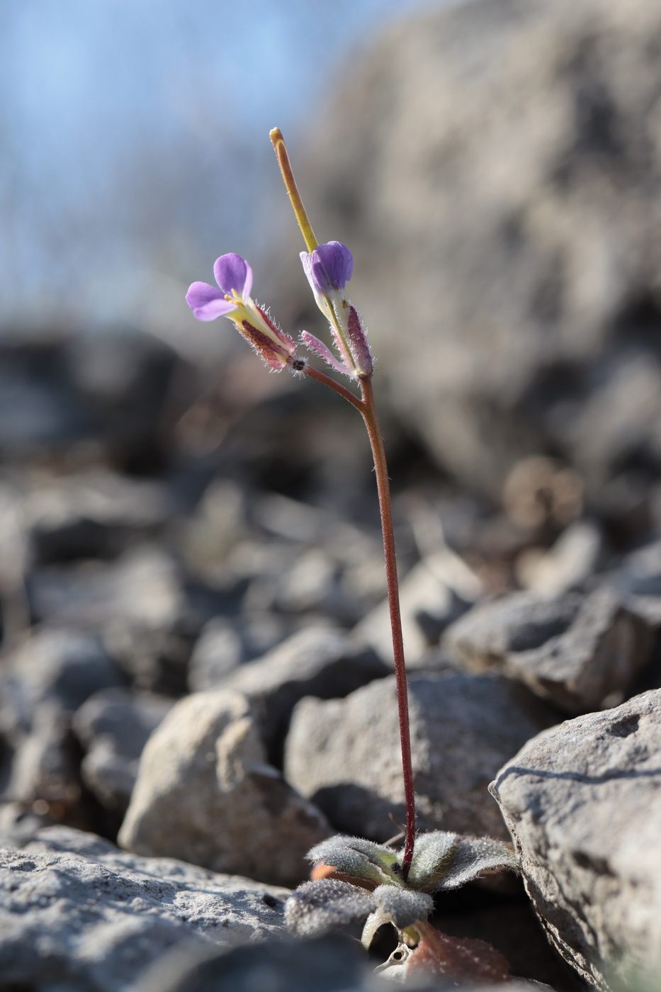 Image of Arabis verna specimen.