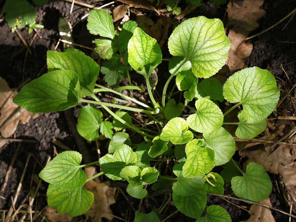 Image of genus Viola specimen.