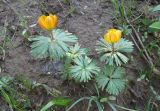 Eranthis longistipitata