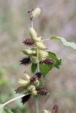 Xanthium orientale