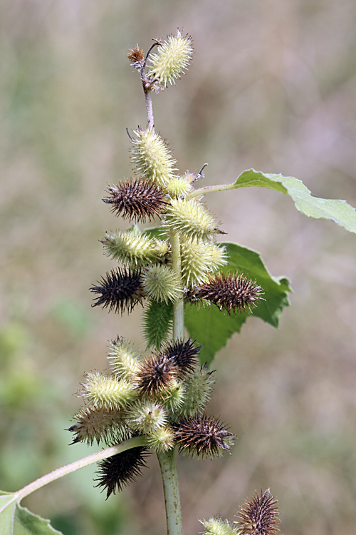 Изображение особи Xanthium orientale.