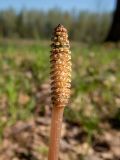 Equisetum arvense