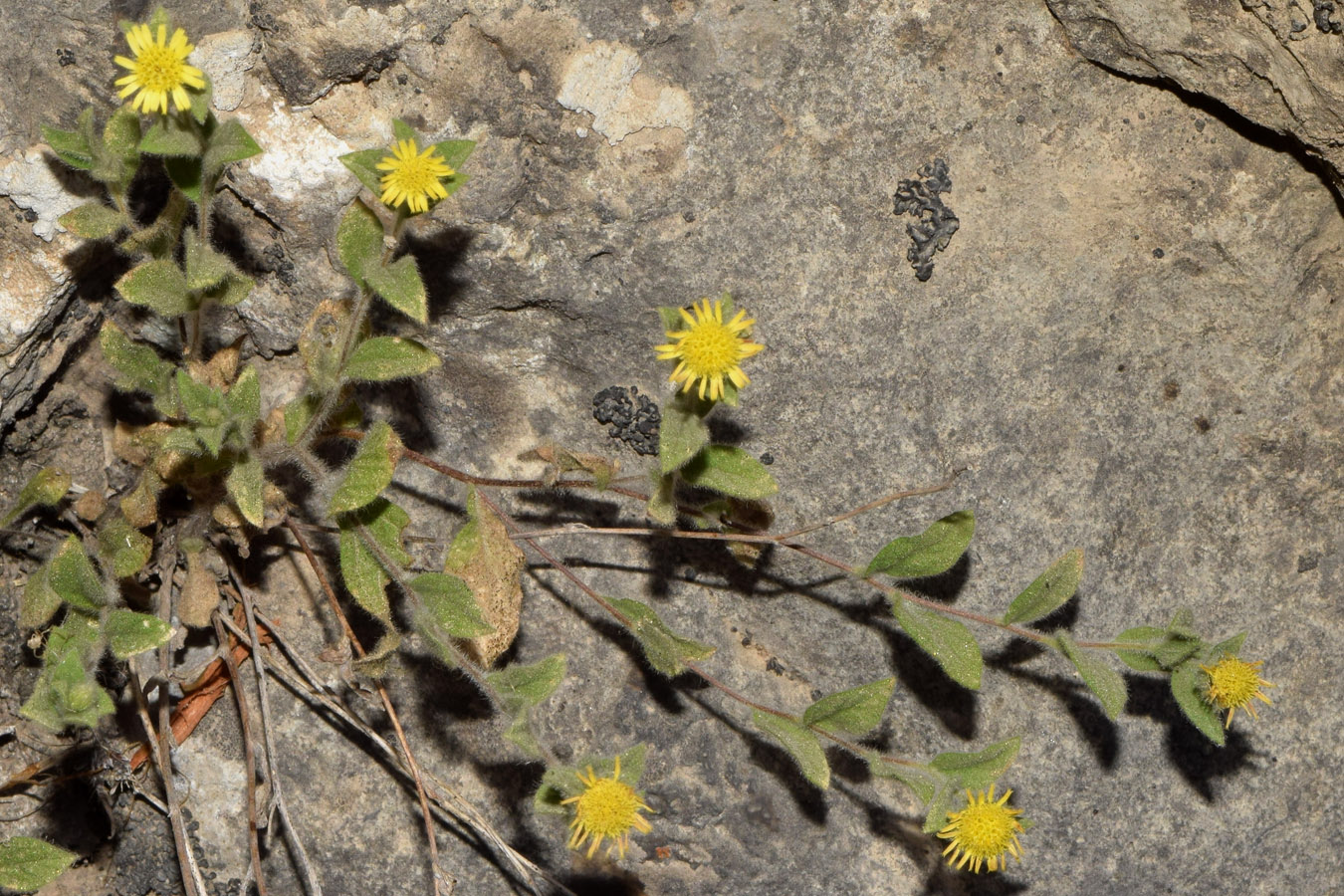 Image of Pentanema albertoregelia specimen.