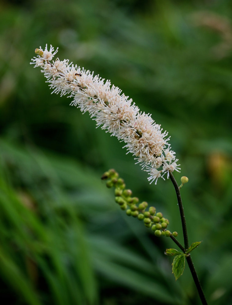 Изображение особи Cimicifuga simplex.