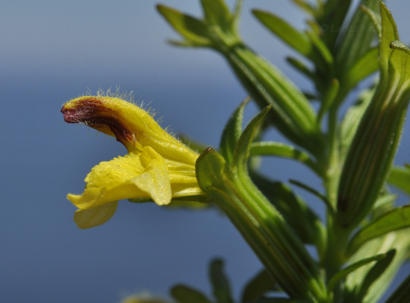 Image of Siphonostegia chinensis specimen.