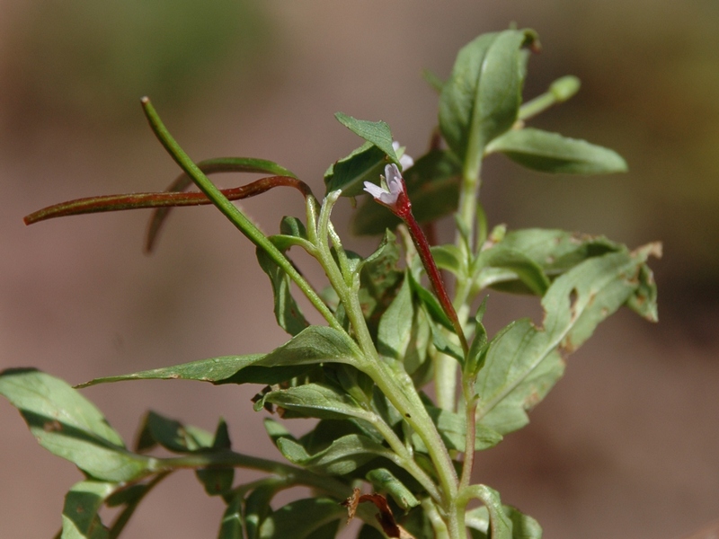 Изображение особи Epilobium subnivale.