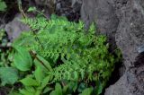 Dennstaedtia wilfordii. Спороносящее растение (рядом видны цветущие Plantago). Приморье, Хасанский р-н, Кравцовские водопады, на скале у подножия. 01.08.2021.