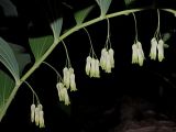 Polygonatum multiflorum