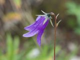 Campanula collina. Верхушка побега с цветком. Карачаево-Черкесия, Урупский р-н, хр. Загедан, Загеданские озёра, ≈ 2600 м н.у.м., морена, альпийский луг, в расщелине скалы. 08.08.2023.