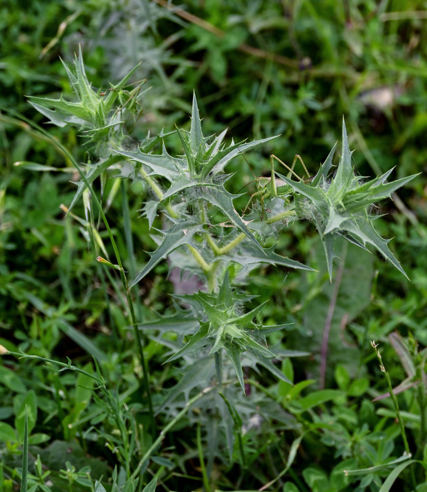 Изображение особи Carthamus lanatus.