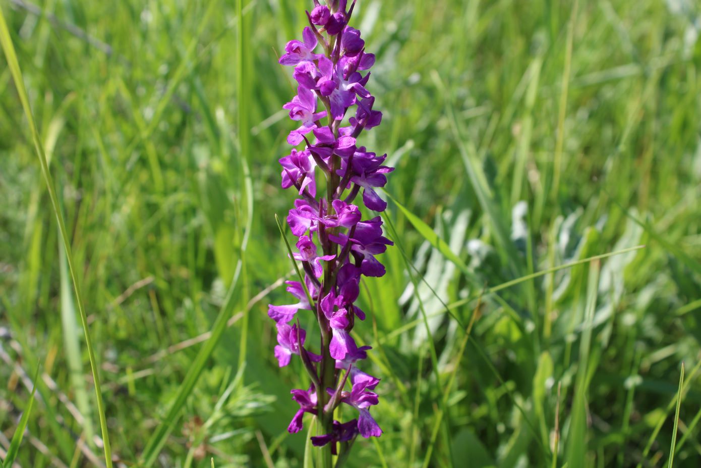 Изображение особи Anacamptis laxiflora ssp. elegans.