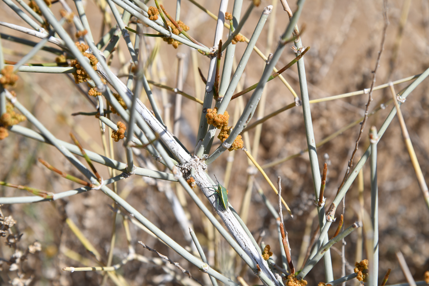 Изображение особи Ephedra strobilacea.