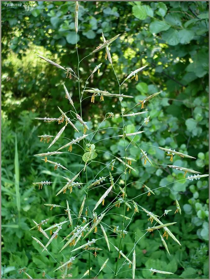 Изображение особи Bromopsis inermis.