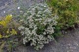 Teucrium capitatum. Цветущие растения в сообществе с Dianthus, Galium и Spiraea. Ингушетия, Джейрахский р-н, ур. Вовнушки, ≈ 1200 м н.у.м., каменистый склон. 24.07.2022.