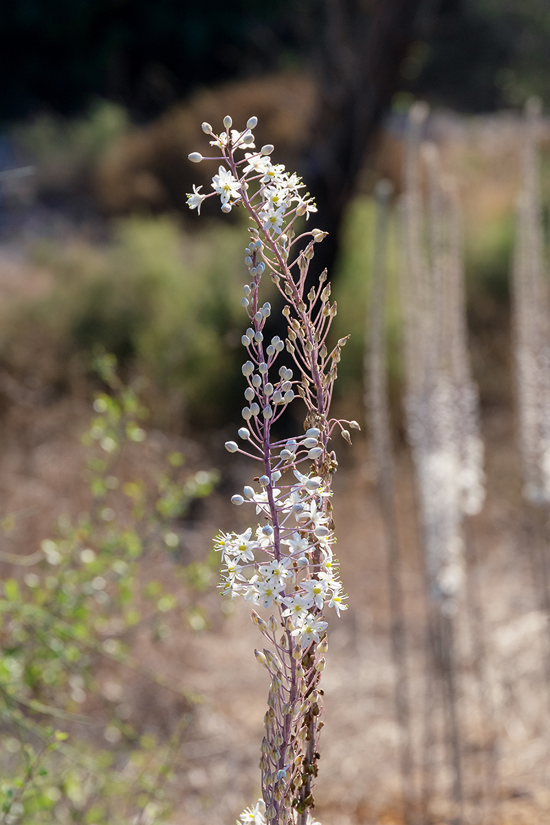 Image of Drimia aphylla specimen.