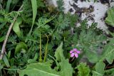 Erodium cicutarium