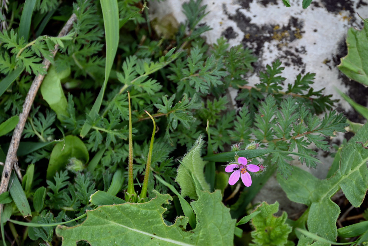 Изображение особи Erodium cicutarium.