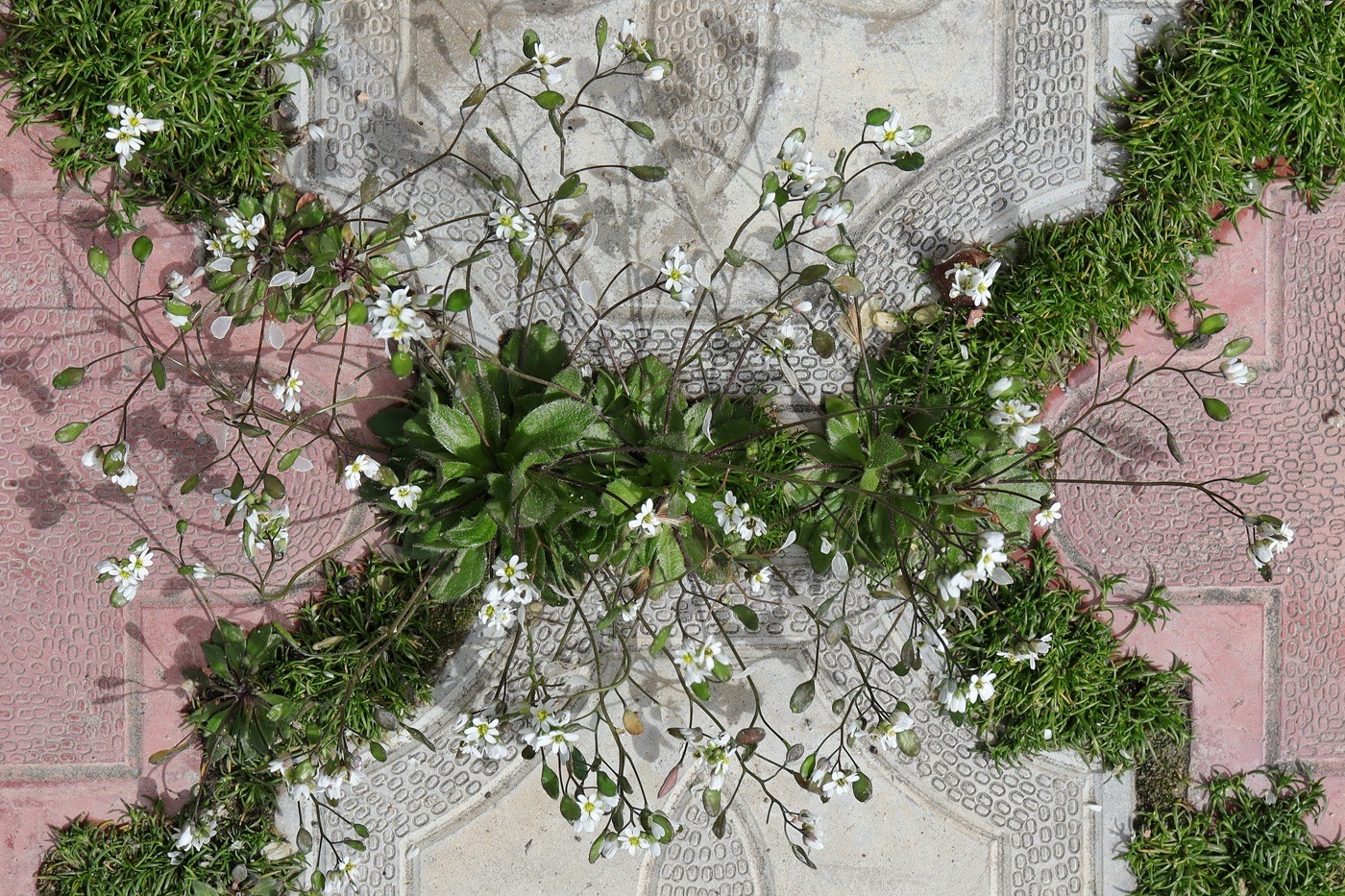Изображение особи Erophila verna.