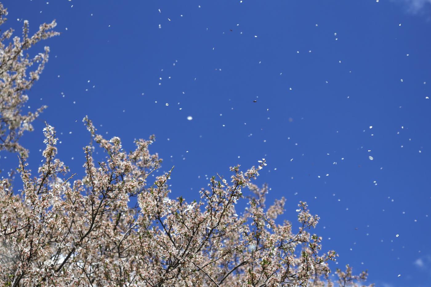 Изображение особи Prunus cerasifera.