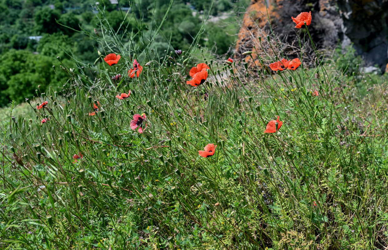 Image of genus Papaver specimen.