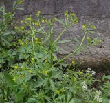 Ranunculus sceleratus. Верхушка цветущего растения. Абхазия, Гагрский р-н, с. Лдзаа, водоотводная канава. 13.04.2024.