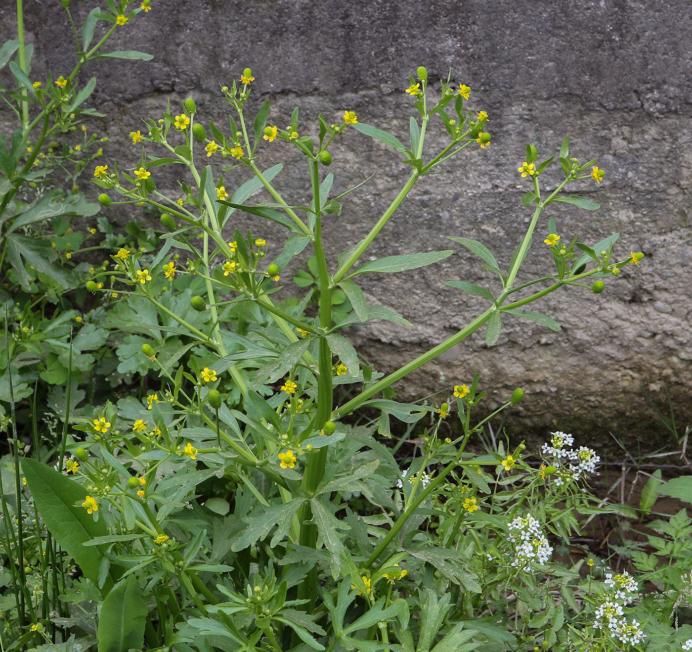 Изображение особи Ranunculus sceleratus.