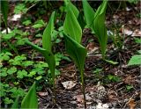 Convallaria majalis