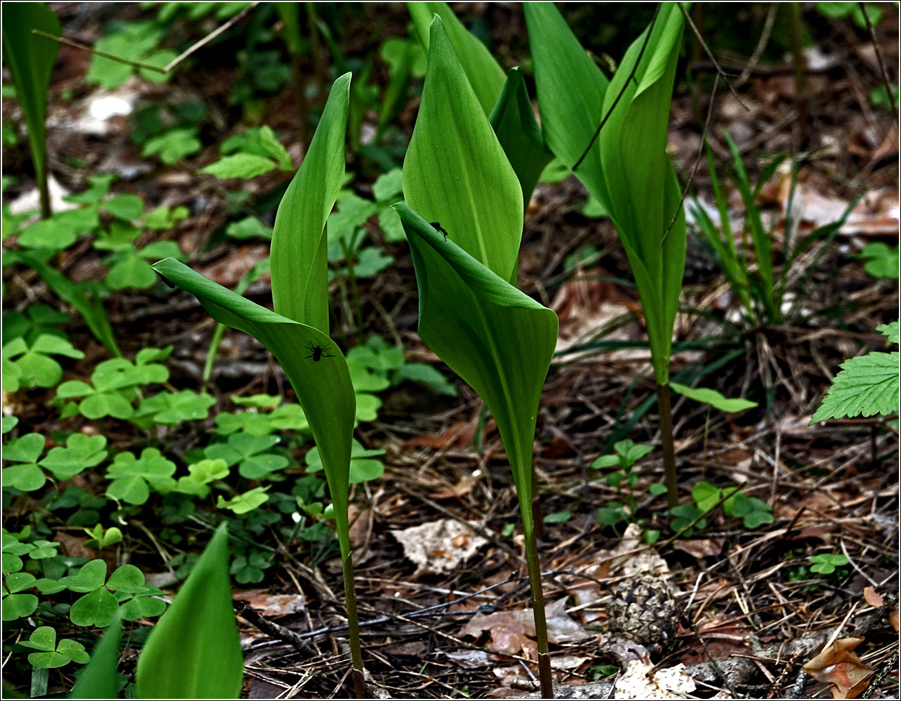 Image of Convallaria majalis specimen.