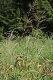 Eragrostis virescens