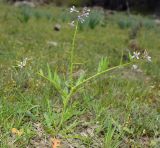 Chorispora tenella