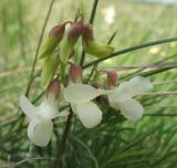 Lathyrus pallescens