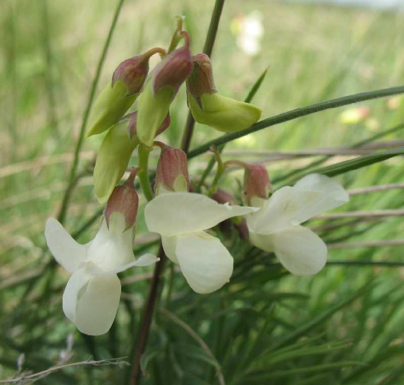 Изображение особи Lathyrus pallescens.