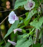 genus Calystegia. Цветки и листья. Китай, провинция Хунань, национальный парк \"Чжанцзяцзе\", опушка смешанного леса. 06.06.2024.