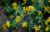 Medicago falcata