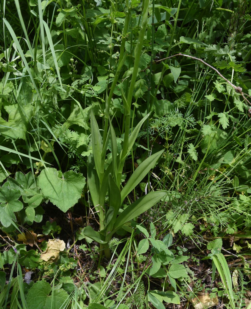 Изображение особи Gymnadenia conopsea.