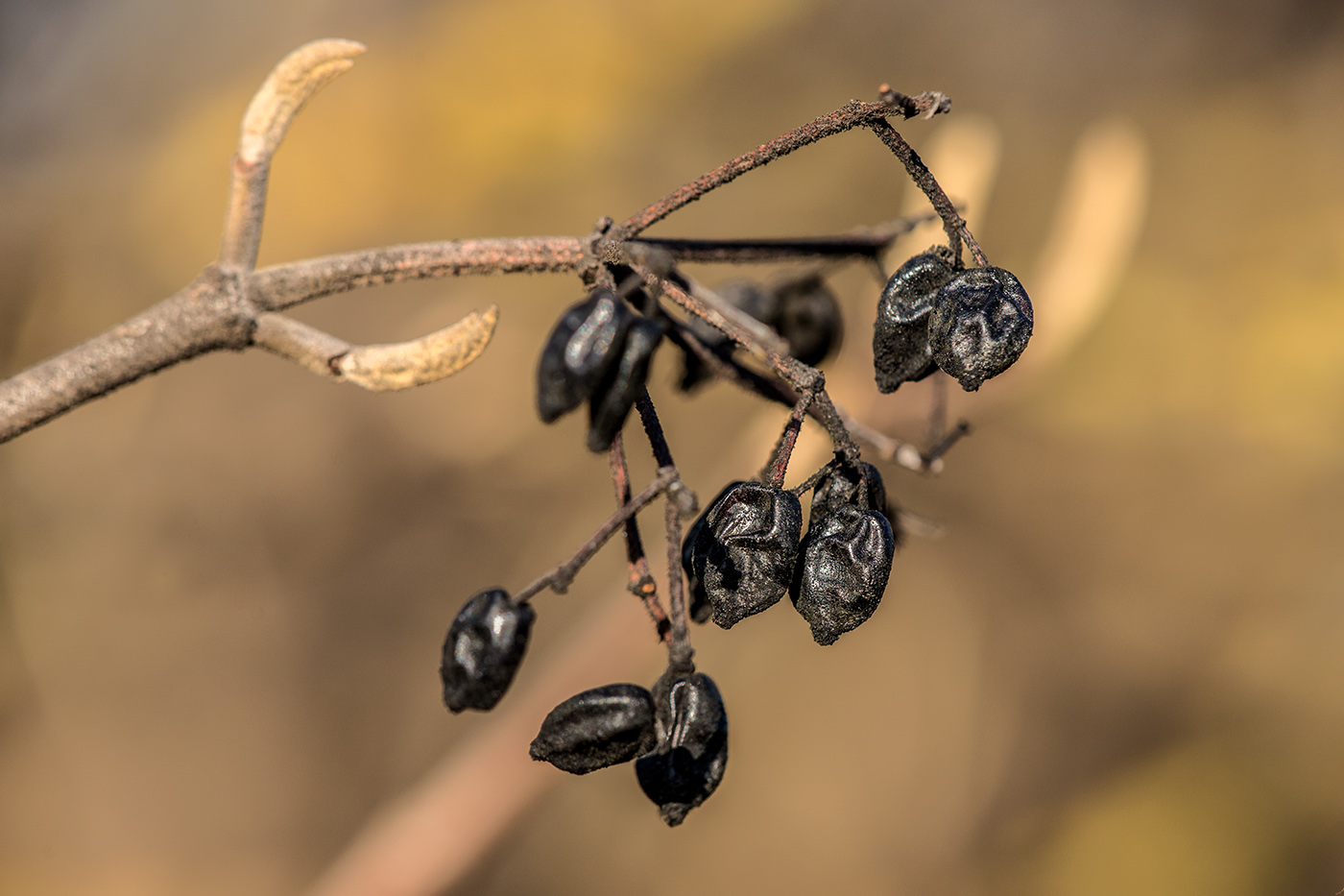 Image of Viburnum lantana specimen.