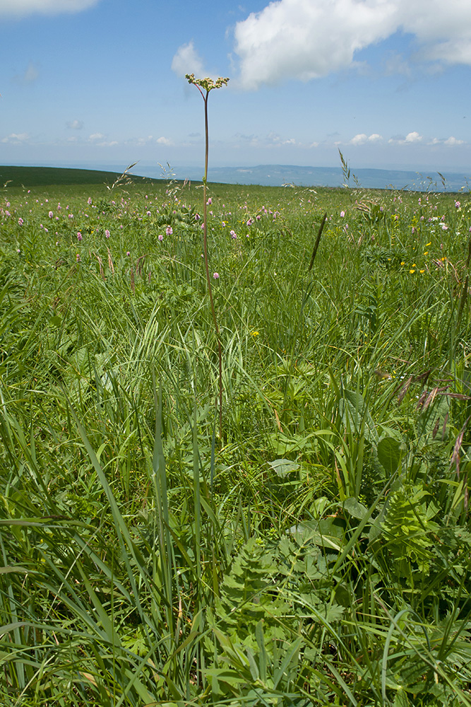 Изображение особи Filipendula vulgaris.