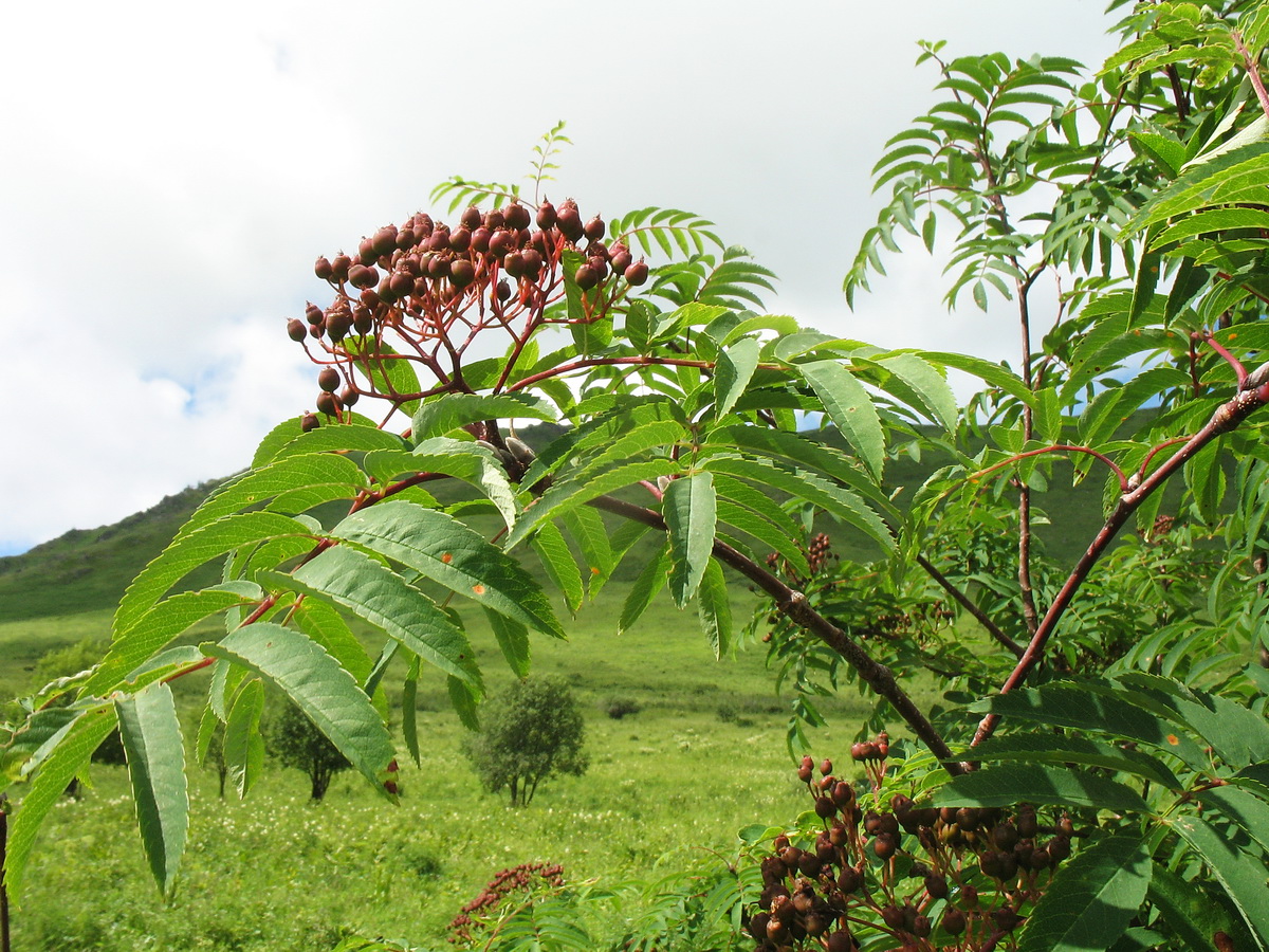 Image of Sorbus sibirica specimen.