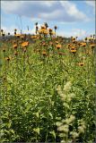 Inula salicina