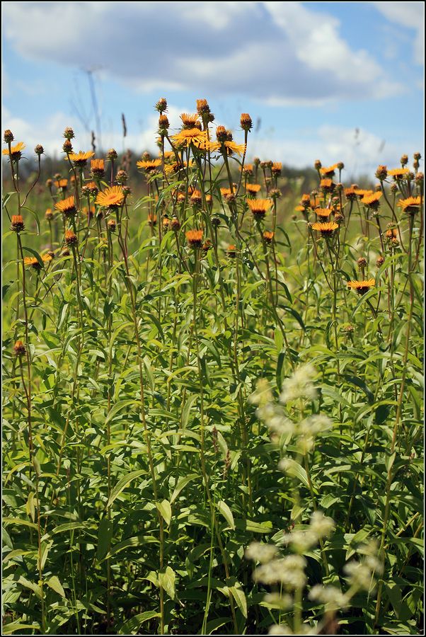 Image of Inula salicina specimen.