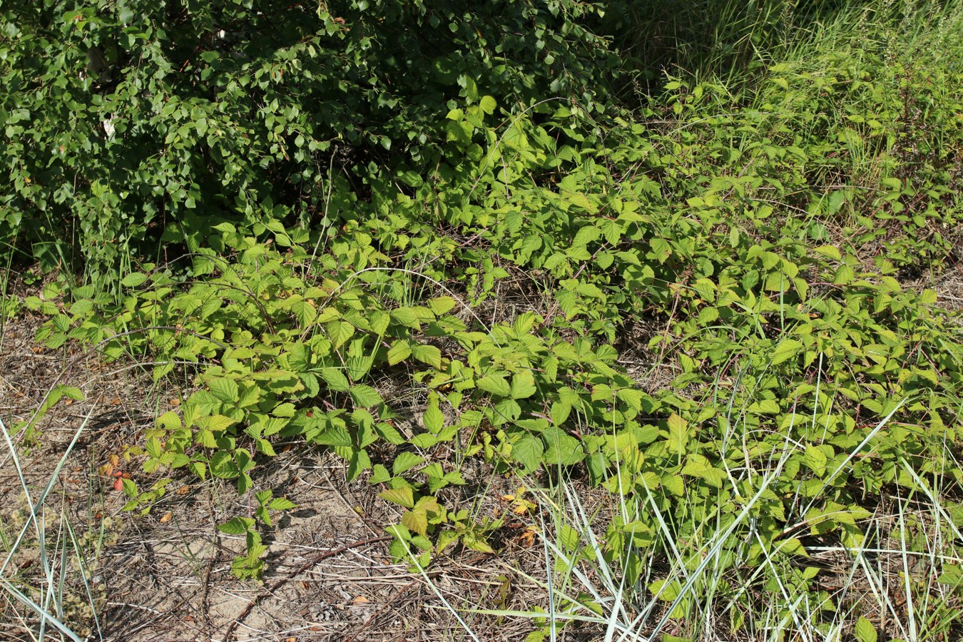 Image of Rubus caesius specimen.