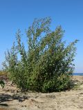 Chenopodium striatiforme