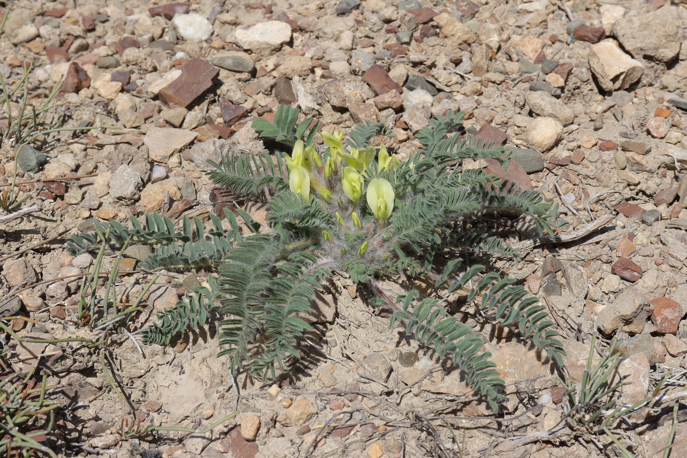 Изображение особи Astragalus utriger.