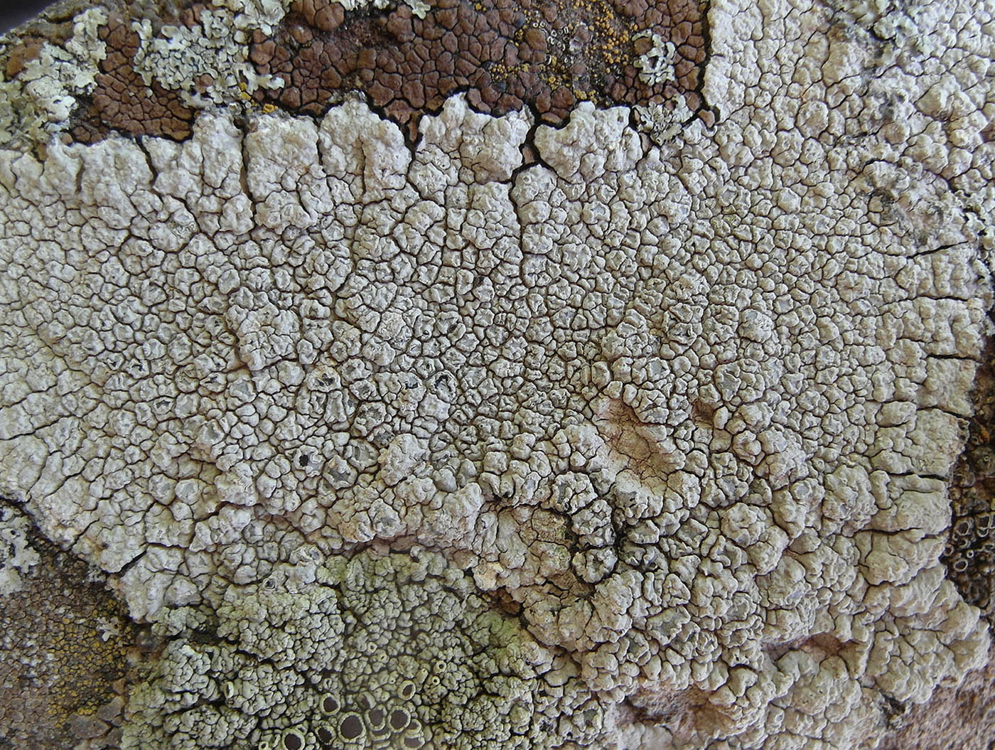 Image of genus Aspicilia specimen.