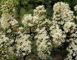 Pyracantha crenulata