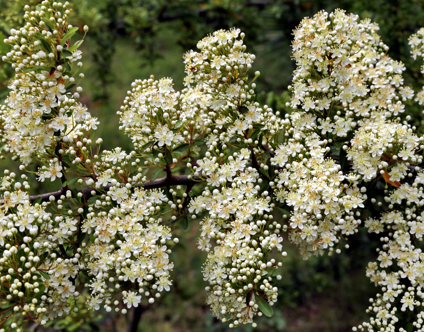 Изображение особи Pyracantha crenulata.