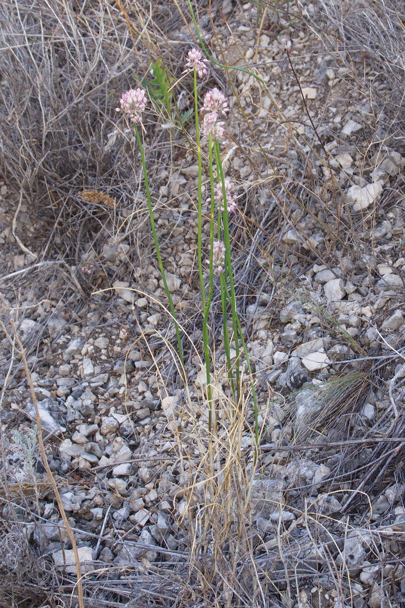 Image of genus Allium specimen.