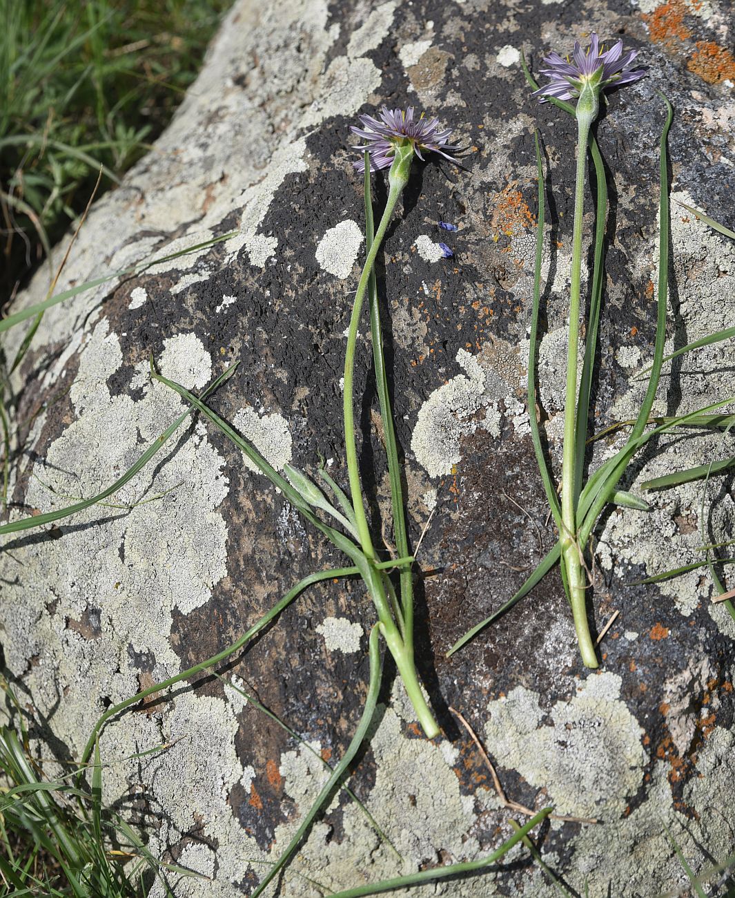 Image of genus Scorzonera specimen.