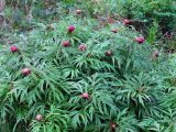 Paeonia anomala. Зацветающее крупное растение. Коми, Интинский р-н, нац. парк \"Югыд Ва\", Приполярный Урал, долина р. Балбанью, правый борт руч. Быстрый, лес. 01.07.2010.