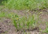 Carex leiorhyncha